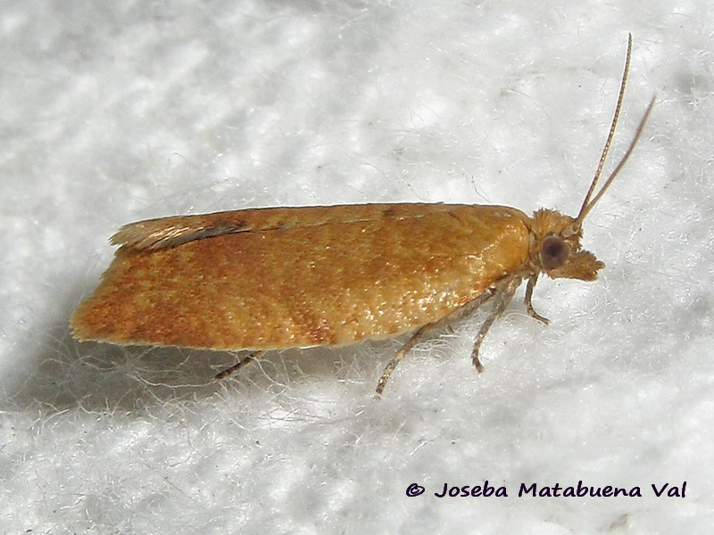 Clepsis consimilana (femmina) - Tortricidae